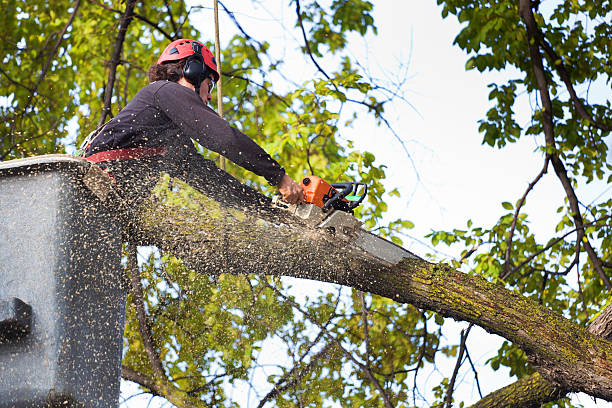 Best Dead Tree Removal  in Womelsdorf, PA